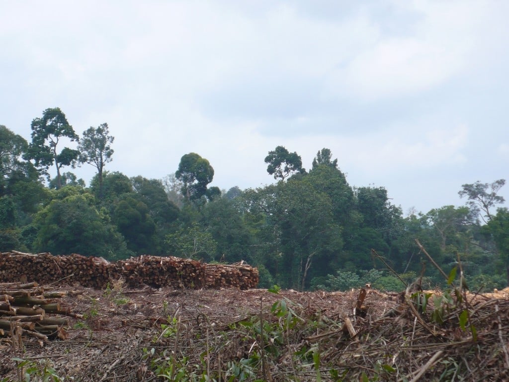 A common approach in forest sector programming has been the use of Payments for Environmental Services (PES) which have frequently been implemented under the REDD+ umbrella. 
