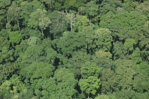 Forests of South East Cameroon. Photo credit Intu Boedhihartono, IUCN