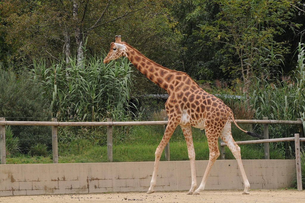 Giraffe-Kordofan-giraffe-4