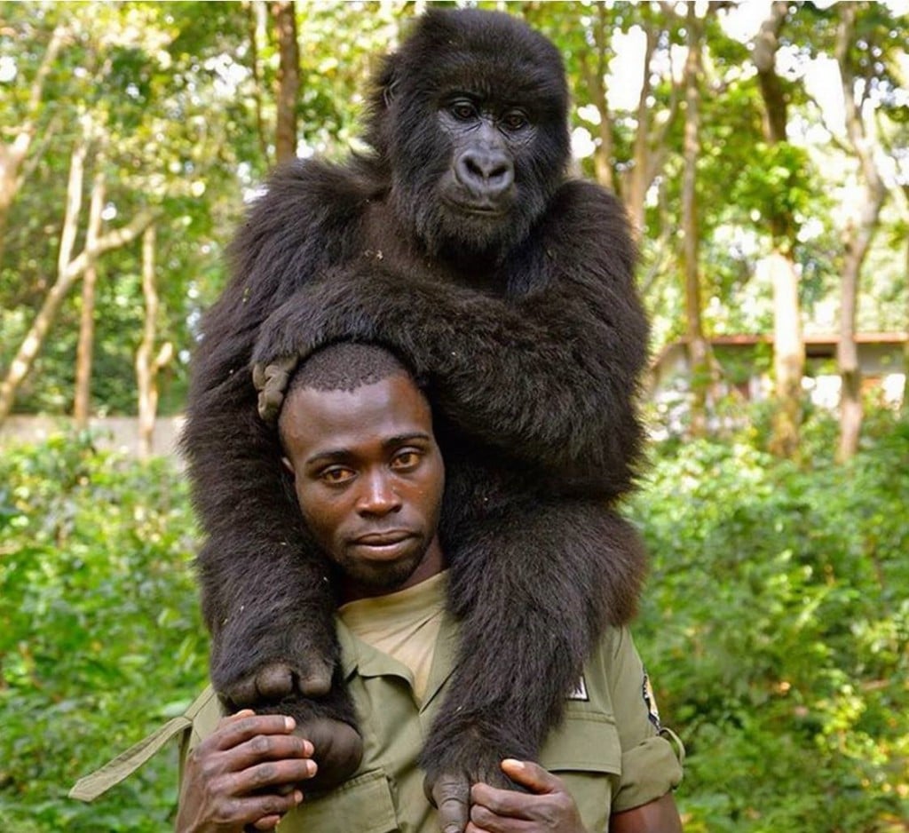 59 percent of rangers surveyed in the study felt they were insufficiently equipped and 42 per cent felt they lacked sufficient training to do their jobs safely and effectively. Photo Credit/Virunga National Park 