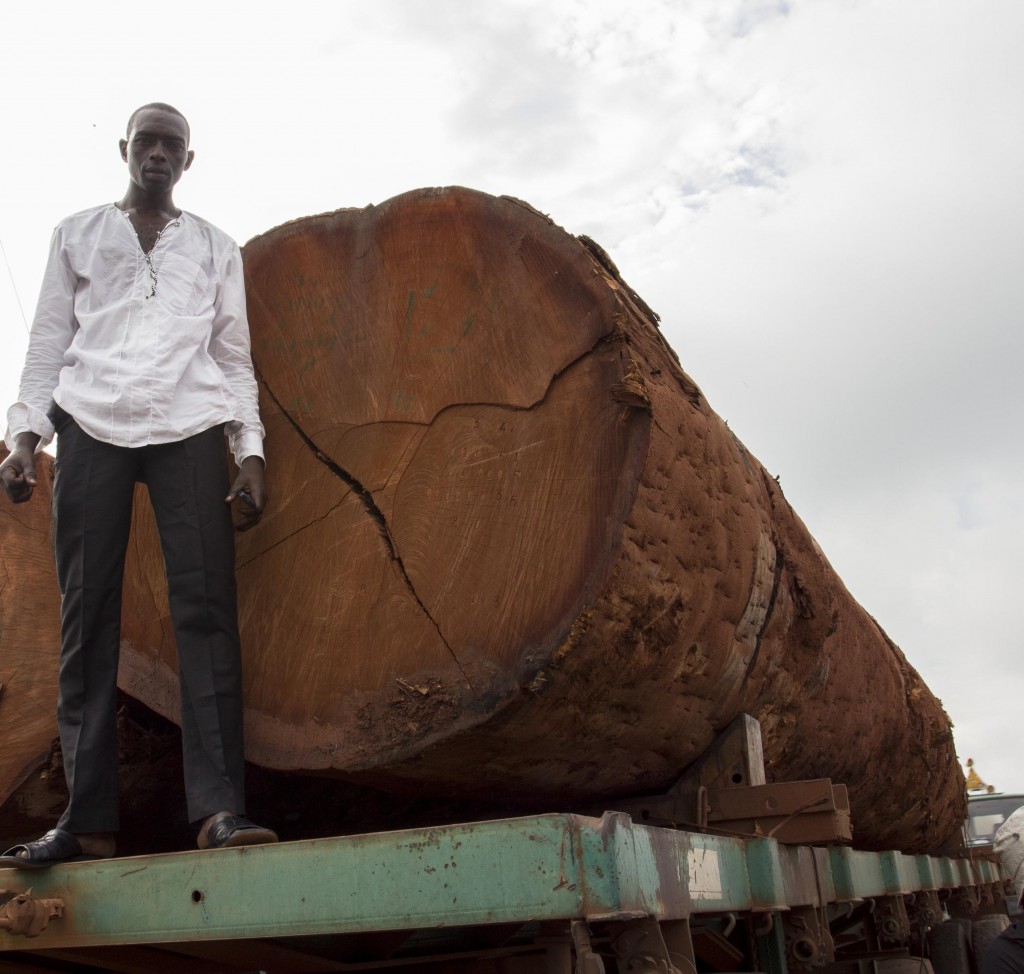 Une enquête de Greenpeace Afrique révèle que le gouvernement congolais a accordé en 2015 trois concessions d’une surface totale de 650.000 ha.