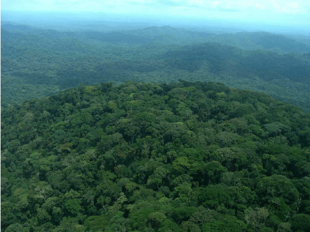 Entre 2001 et 2014, la RDC a perdu 7.977.009 hectares de forêt, la plus grande perte en couvert survenue en 2014.