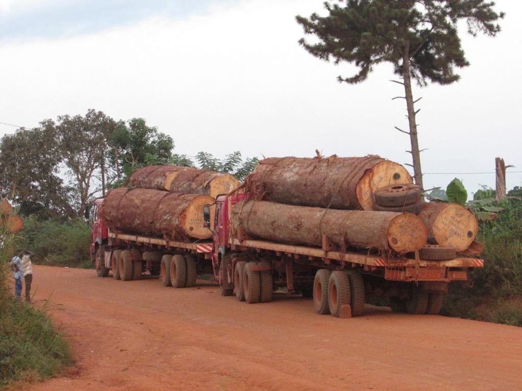 These logging companies are not into anything sustainable, former Mayor of Ngolya