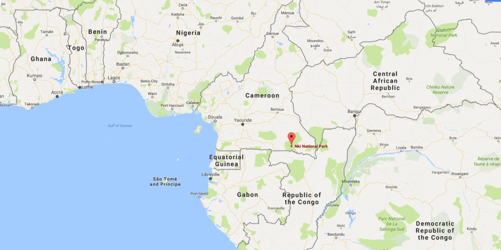 Ngolya is located between the Dja Faunal Reserve and the Nki National Park in Cameroon, the Odzala National Park in Congo, and the Minkebe National Park in Gabon.