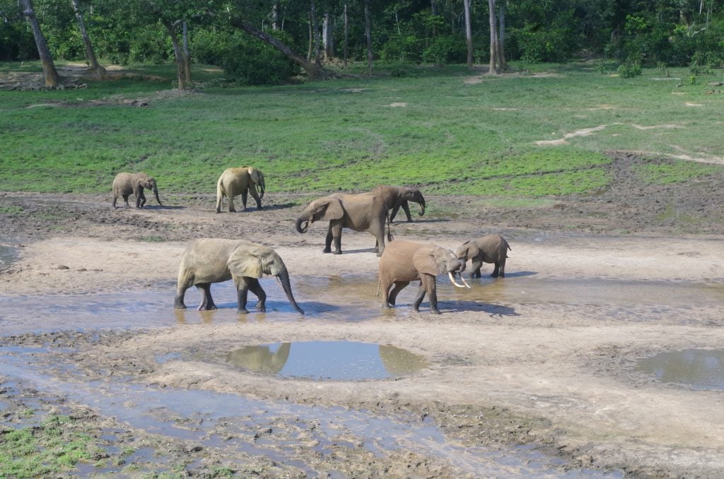 Pendant la crise, des braconniers avaient profité de l’insécurité pour abattre des éléphants et d'autres espèces protégées.