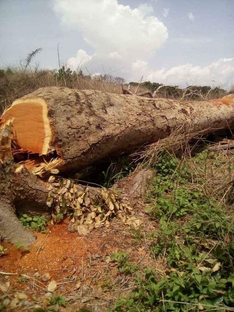Felled tree in the South Region shows level of deforestation. Photo Credit: forngwa/Africa Assignments
