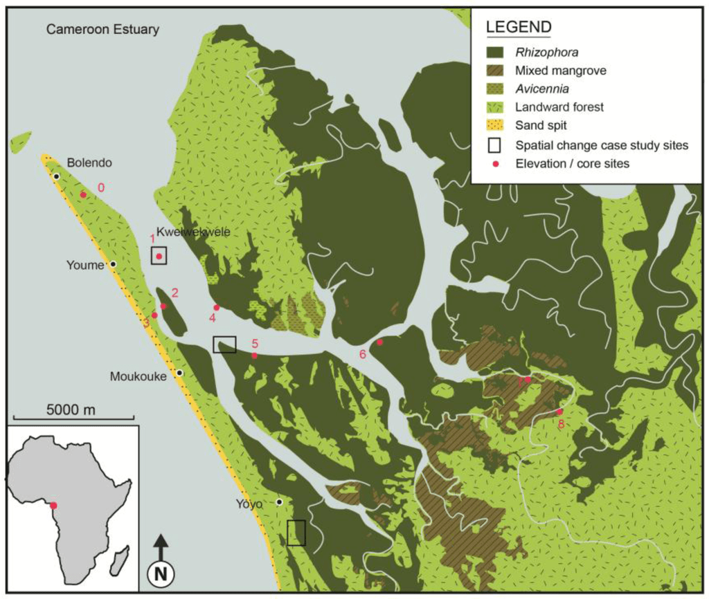 L'estuaire de Douala contient beaucoup de mangroves qui sont vulnérables au changement climatique. Graphique/Joanna C. Ellison