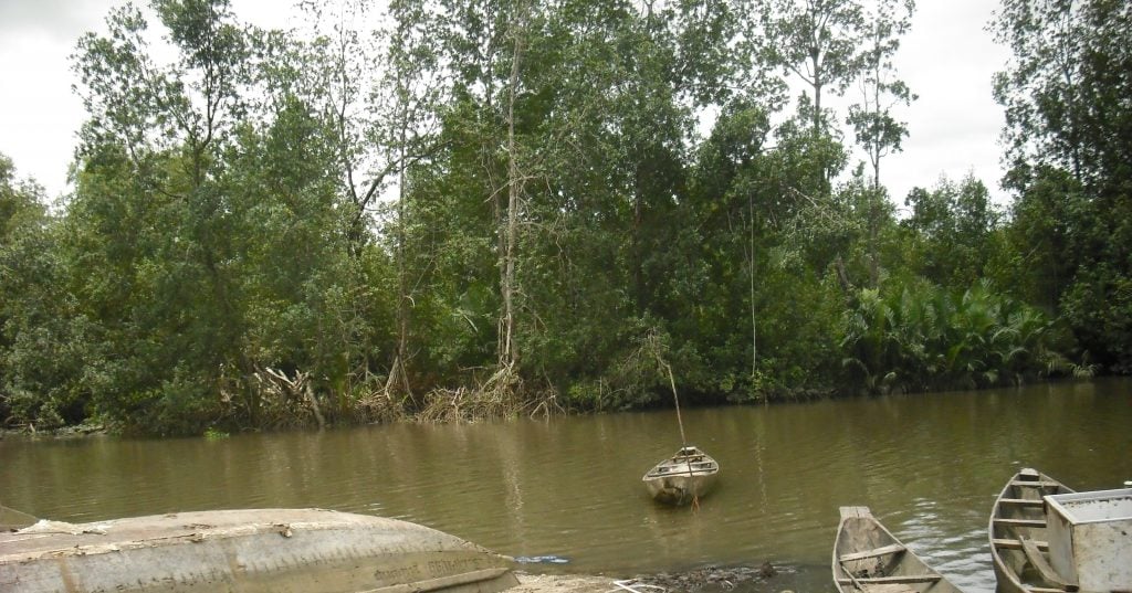 La mangrove de Youpwe a Douala:La pression sans cesse croissante sur les ressources se traduisant par la diminution et la disparition de nombreuses espèces floristiques, halieutiques et fauniques a généré des dysfonctionnements de l’écosystème de mangrove causant ainsi des répercussions hydro-morphologique et socio-économique à Youpwe. Photo/Moutila Beni Luc