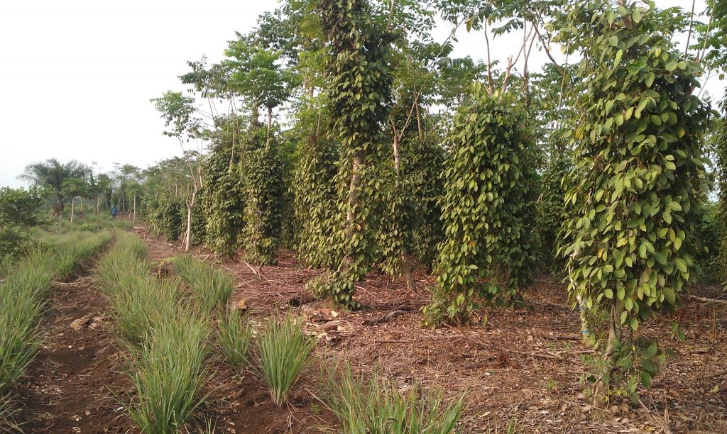 Penja white pepper plantation. Photo credit/Axel and Sophie Steenberg