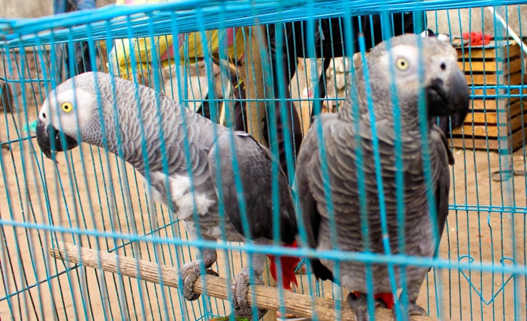 Perroquets gris dit Jaco, en cage, en attente d'être vendus. Photo/InfoCongo