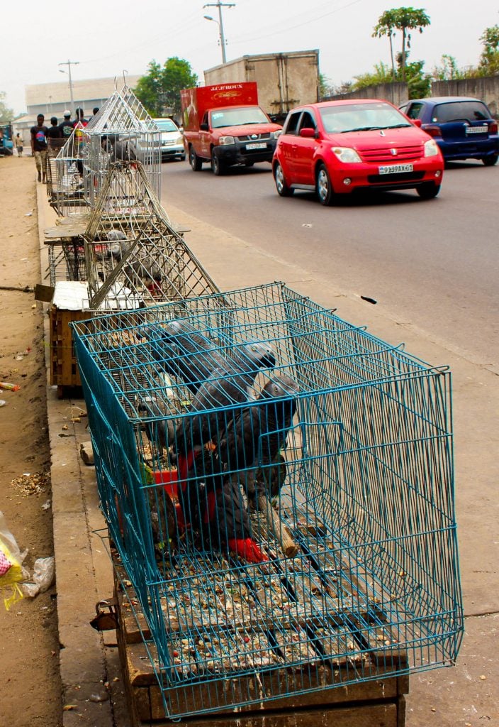 Perroquets gris vendus en plein aire le long de la route à Kinshasa. Photo/InfoCongo