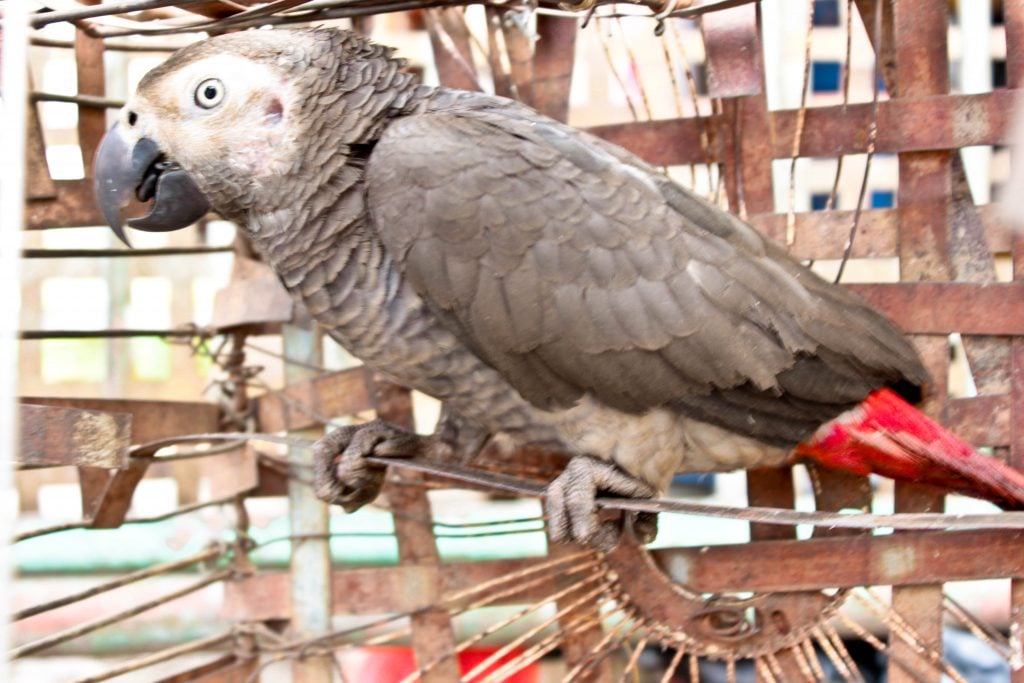 A ce jour, pas un seul inventaire sur le nombre de perroquets gris n’a été fait depuis 1998. Photo/InfoCongo