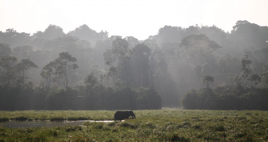 A forest elephant wades in Mbeli Bai, a mineral-rich clearing that attracts large groups of elephants in northern Republic of Congo. (Photo by Zanne Labuschagne/WCS)
