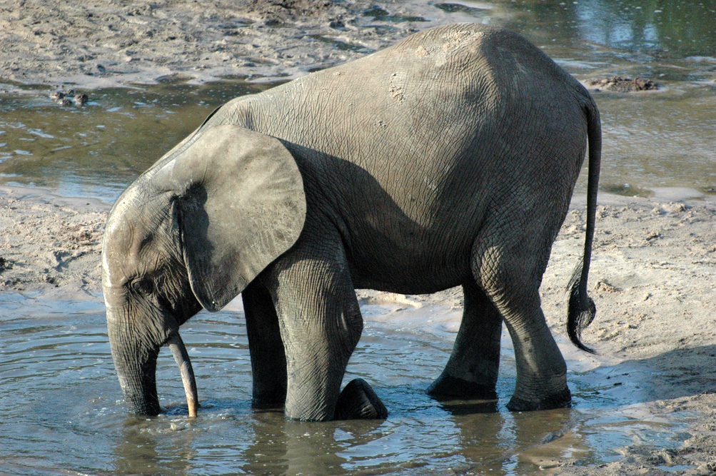 Another 22 elephants poisoned with cyanide in Zimbabwe reserve | InfoCongo