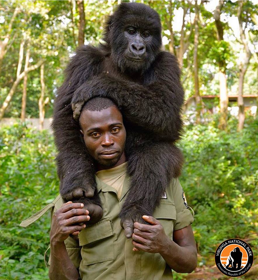 Il est reconnu, notamment, pour l’observation des gorilles de montagne en milieu naturel, l’ascension au volcan Nyiragongo et au Mont Ruwenzori. Photo/Virunga Park