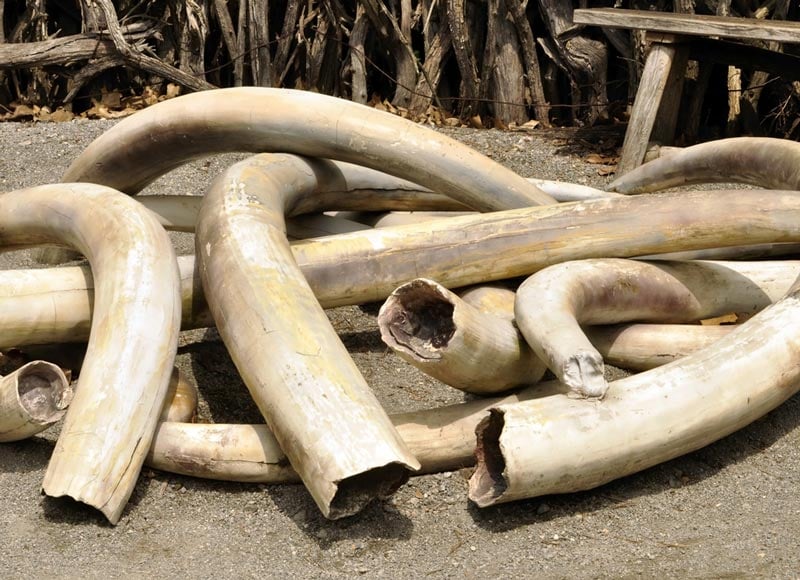 300 kg d'ivoire saisis à l'Est du Cameroun