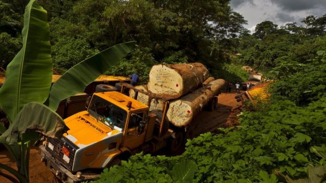 Tropical timber is under scrutiny - but some European timber is also suspect. Photo/BBC