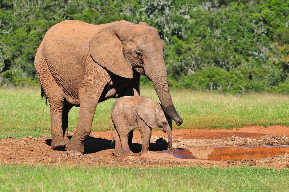 Dramatic Population Decline in African Savanna Elephants Revealed