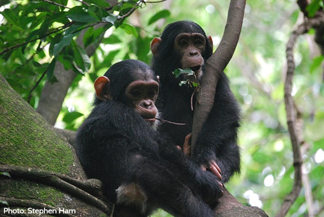 Protecting the Bili-Uele Protected Area in DRC