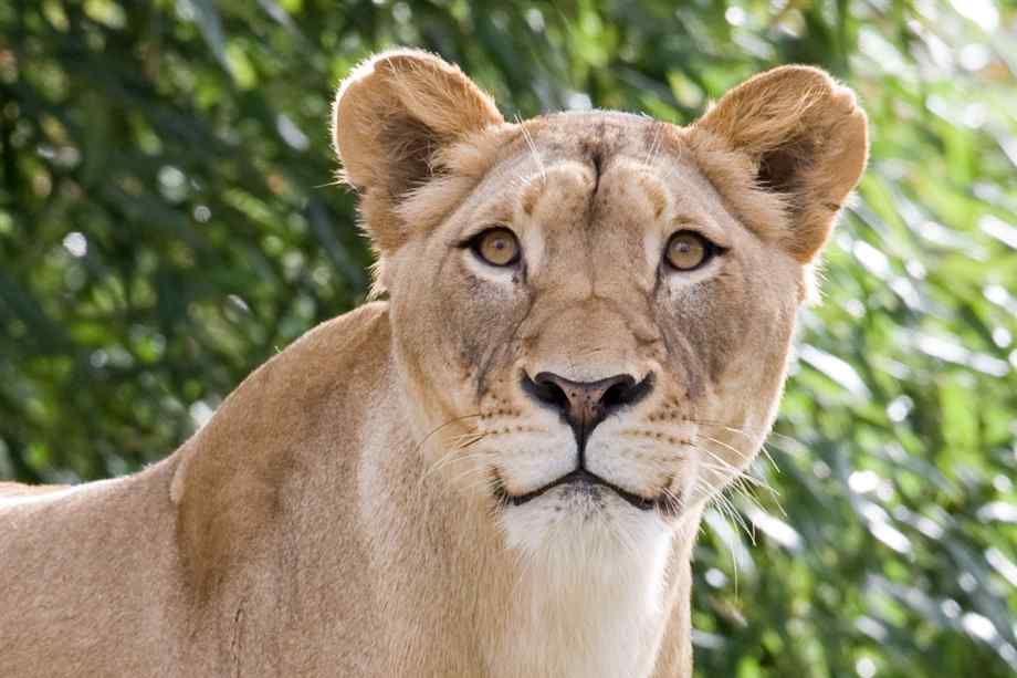 Lion populations declining rapidly in Africa, New Study