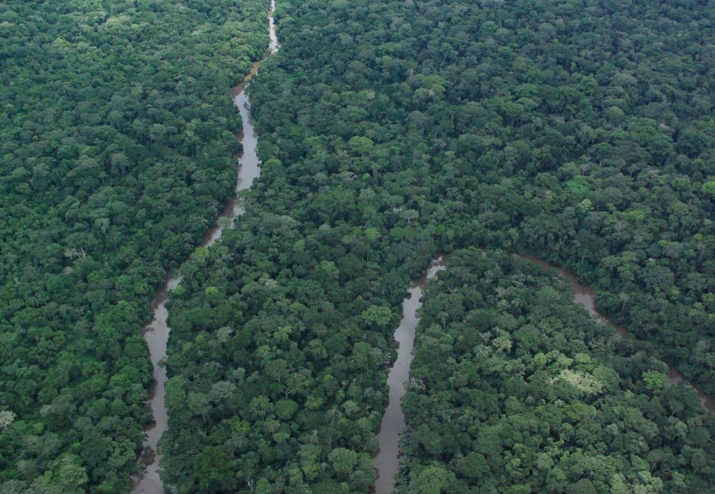 La foret du Bassin du Congo (2)