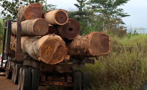 Unsustainable and illegal logging in these forests is leading to deforestation, destruction of the ecosystem and diminished resilience to climate change.