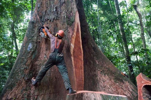 A lumberjack team at work on the felling of a giant Kevazingo tree in eastern Gabon in the concession given to Precious Woods. Harvesting is based on FSC (Forestry Stewardship counsel) principles of sustainable forest management which include directional felling as is applied here to minimizes the impact of the fall on the surrounding forest. Despite all the precautions lumberjack remains one of the most dangerous jobs in the world.