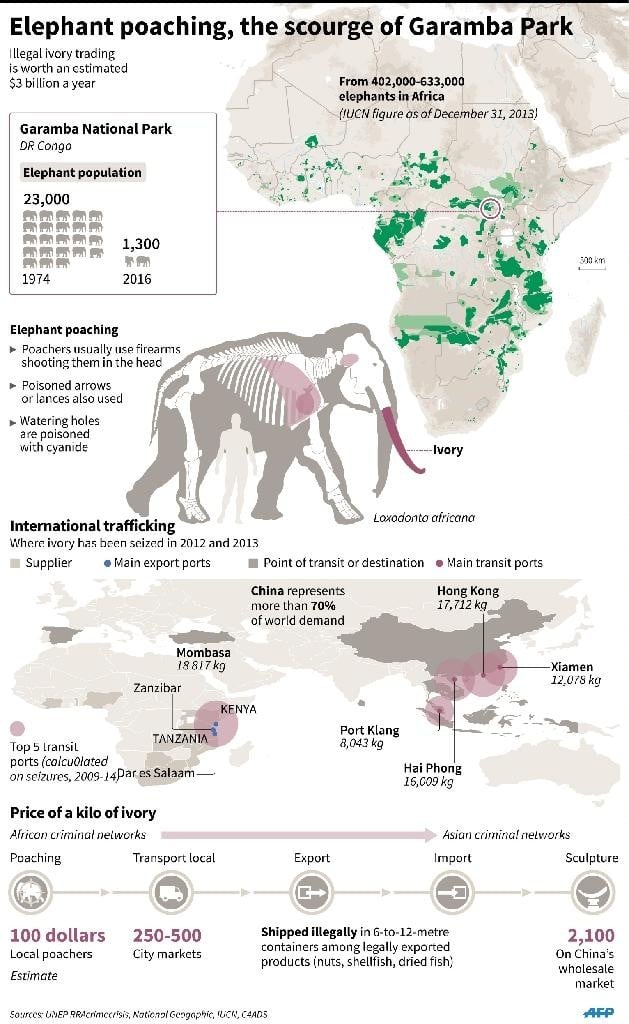 Map, illustration and figures detailing the ivory poaching trade, its affect on Garamba National Park in the Democratic Republic of Congo and showing the main transit routes for the stolen ivory. (AFP Photo/) 