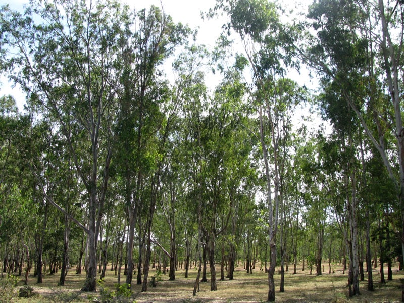 eucalyptusmogode