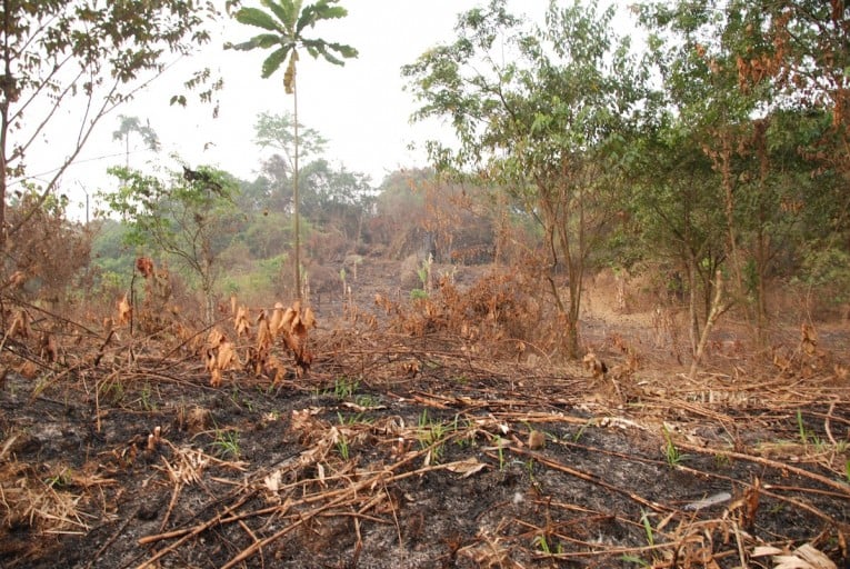 Forest recently burned in preparation for planting in Mundemba, Cameroon. Photo by John C. Cannon.