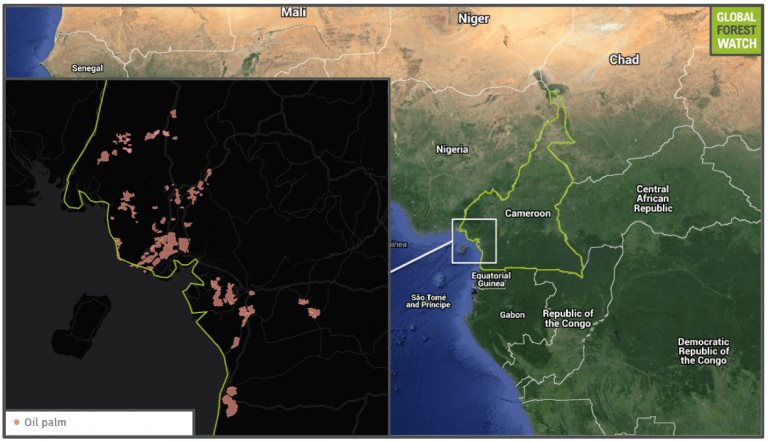 Cameroon’s palm oil plantations all lie along or near its coastal region.