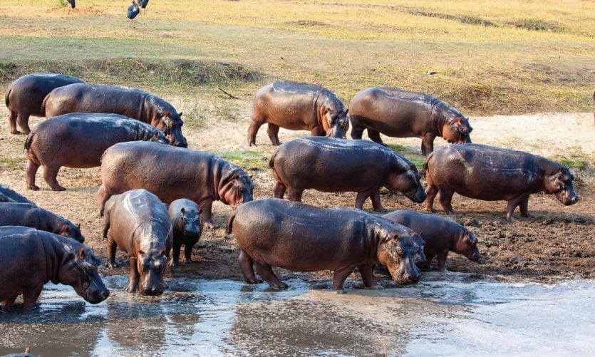 Hippopotames sur le Lac Tanganyika