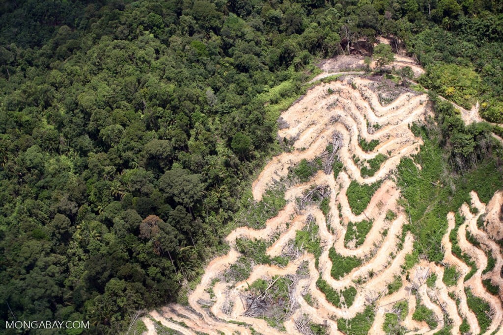 Deforestation in Borneo. Photo by Rhett Butler.