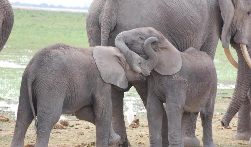 Ce rapport est la source de référence concernant les effectifs et la répartition des populations d'éléphants d'Afrique dans les 37 États de leur aire de répartition en Afrique sub-saharienne. Photo/Julian Blanc
