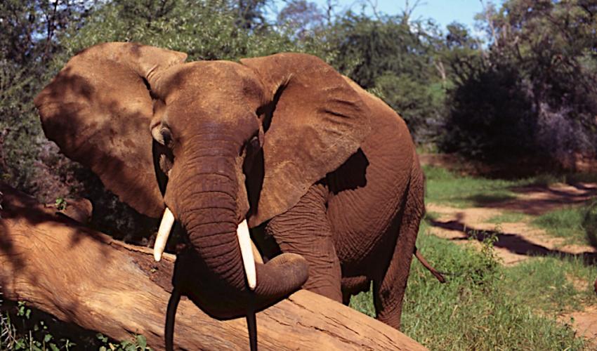 Sur la base d’estimations provenant d'un large éventail de sources – relevés aériens et comptage des crottins d’éléphant – le nombre d’éléphants estimé en 2015 est inférieur de 93 000 à celui de 2006. Photo/Julian Blanc