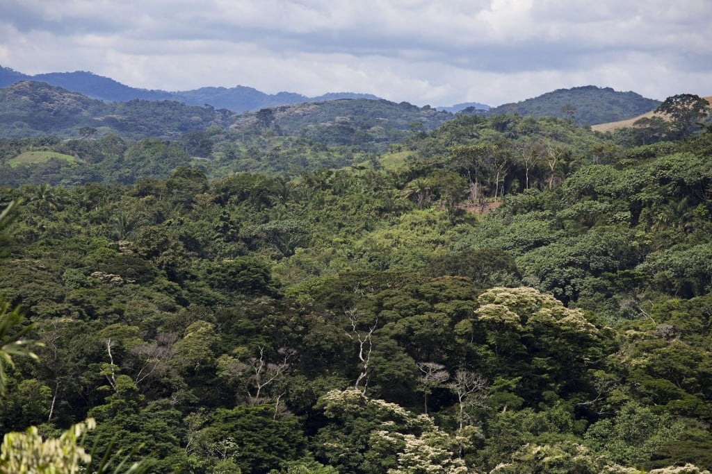 Les forêts de la partie australe du Congo Brazzaville, environ 4 millions d’hectares, sont frappées de plein fouet par des pratiques illégales d’exploitation de bois, du fait des opérateurs industriels ou artisanaux, formels ou informels véreux.