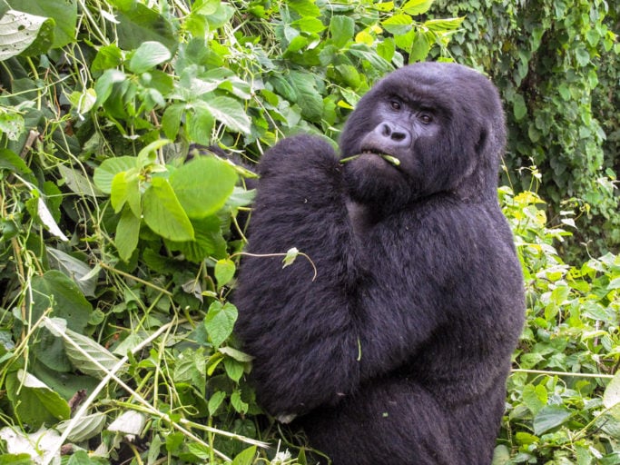 Thousands of animals call the Congo Basin home, including the critically endangered mountain gorilla (Gorilla beringei beringei), which lives only in high-altitude rainforests of the Democratic Republic of Congo, Rwanda and Uganda. Photo by John C. Cannon