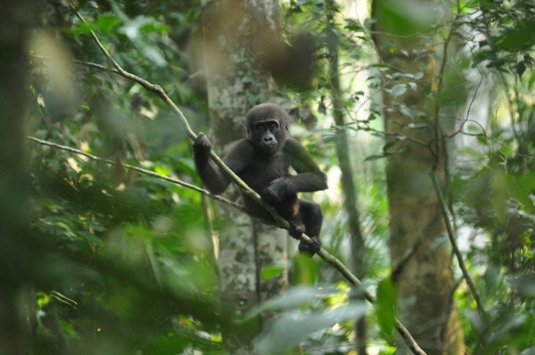 The recent spate of mining permits for concessions that overlap with protected area boundaries has some experts questioning the Republic of Congo’s commitment to conservation. Photo courtesy of Expert Africa