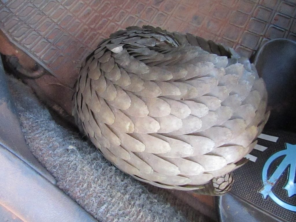 Every 5 minutes, a pangolin is captured in Asia or Africa. More than a million pangolins have been poached from the wild in the past decade to meet the demand for their meat and scales from China and Southeast Asia as well as the demand for bushmeat in Africa.