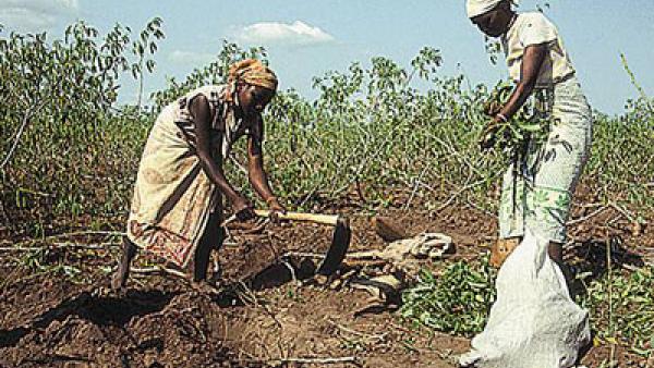 Récolte du manioc