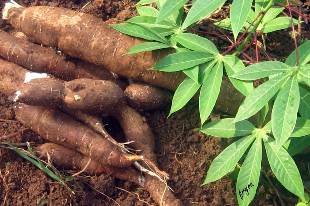Les racines et les feuilles de manioc