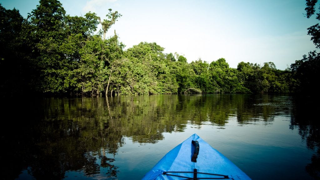 les mangroves de Douala. Photo/BÉRENGER ZYLA
