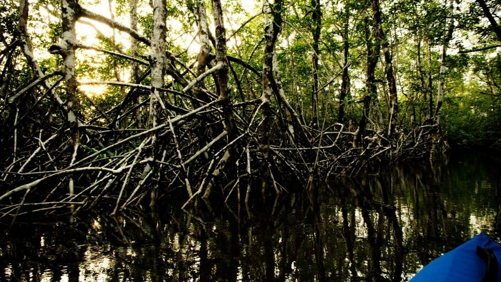 les mangroves de Douala. Photo/BÉRENGER ZYLA