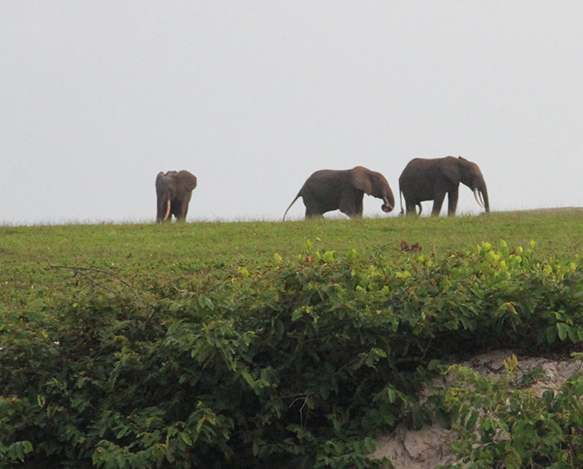 Les éléphants dans le parc de Loango, au Gabon