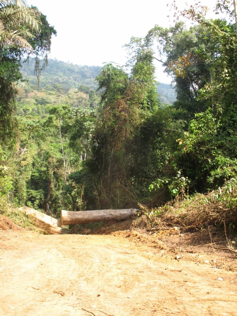 Un arbre abattue au sein d'une unité forestière d'aménagement
