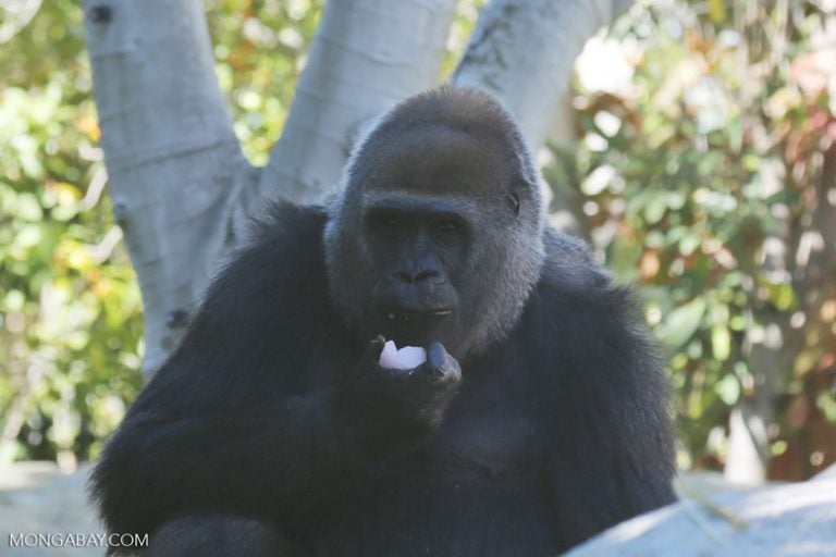 Gorilla nest counts went down when logging began, but they returned to feed on new vegetation growing in logged forests. Photo by Rhett A. Butler/Mongabay.
