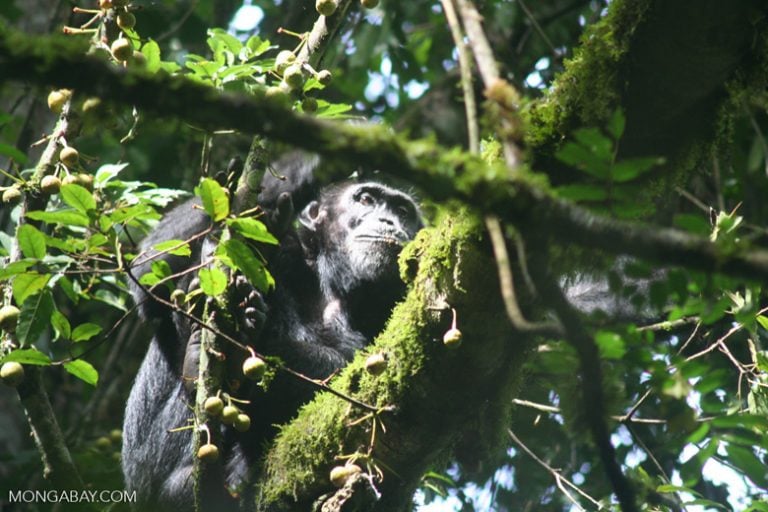 he researchers found that chimpanzees were less likely to return to logged forests. Photo by Rhett A. Butler/Mongabay.