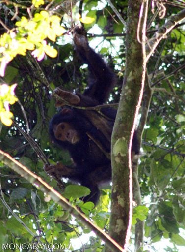 The researchers postulate that chimps’ territorial nature may make it more difficult for them to return to logged forests. Photo by Rhett A. Butler/Mongabay.