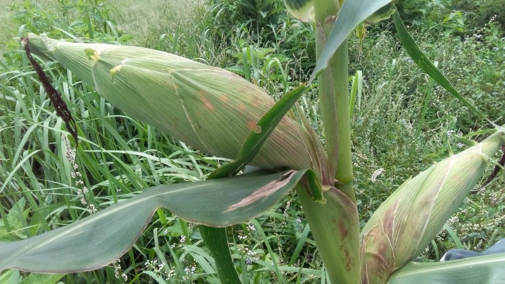 Les agriculteurs de Mbandjock ont trouvé des alternatives pour bien produire le maïs malgré le dérèglement climatique.