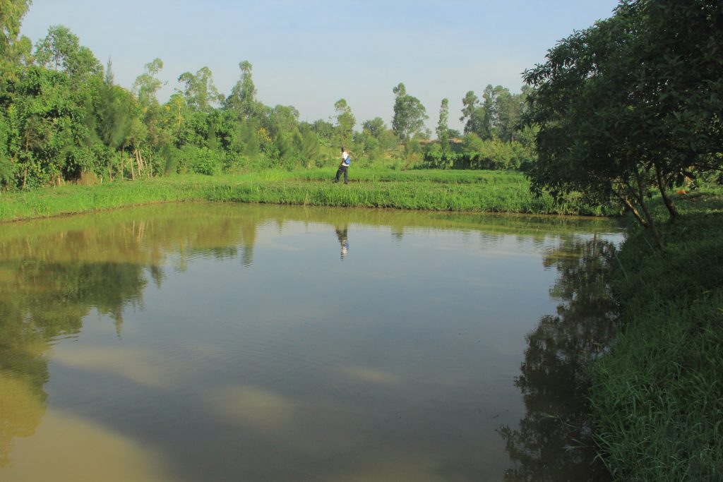 Plusieurs paysans ont aménagé des étangs piscicoles à coté de leurs champs de culture. Nord-Kivu/RD Congo